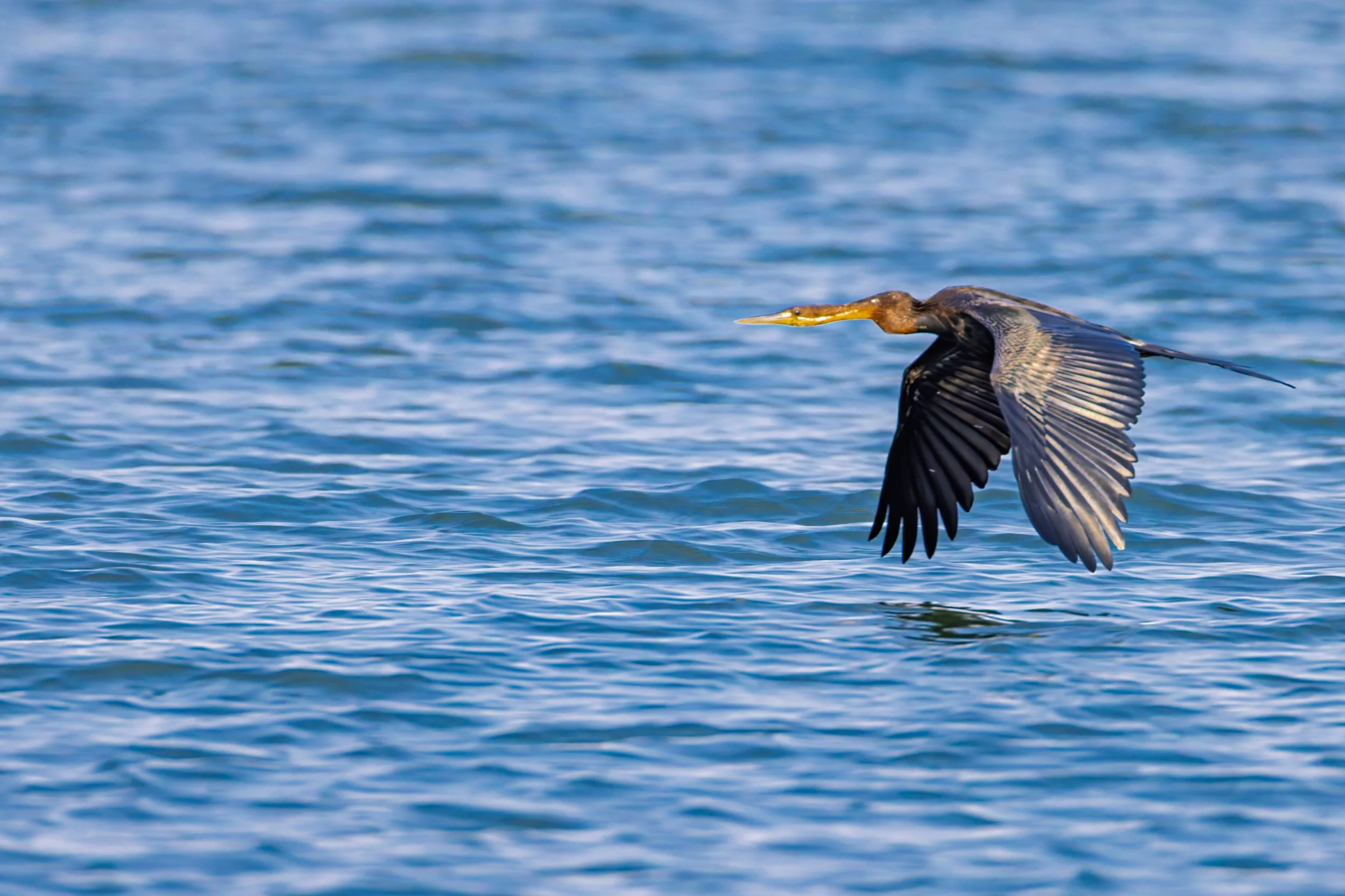 A heron flying over a body of water, with its wings spread wide and its beak pointed forward.