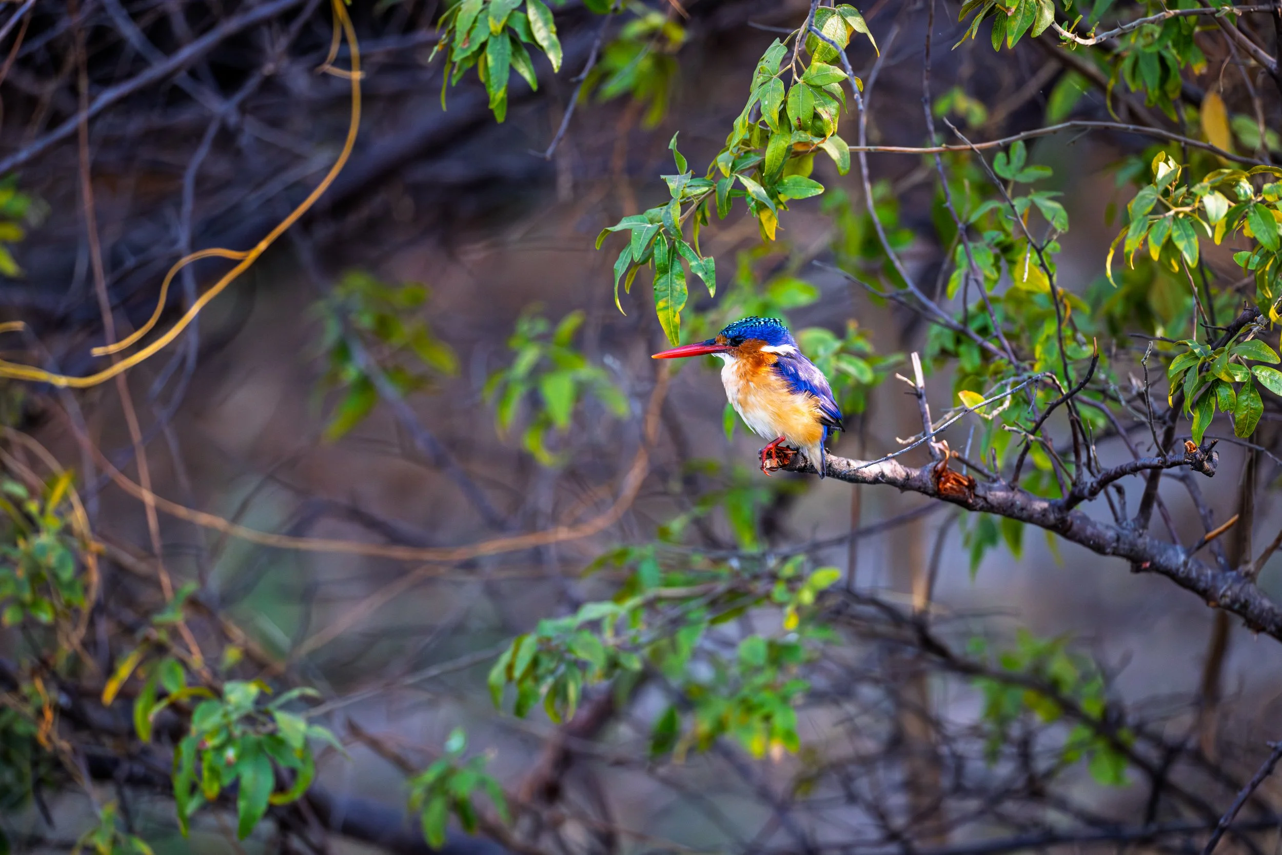 A colorful kingfisher bird perched on a tree branch surrounded by green leaves.