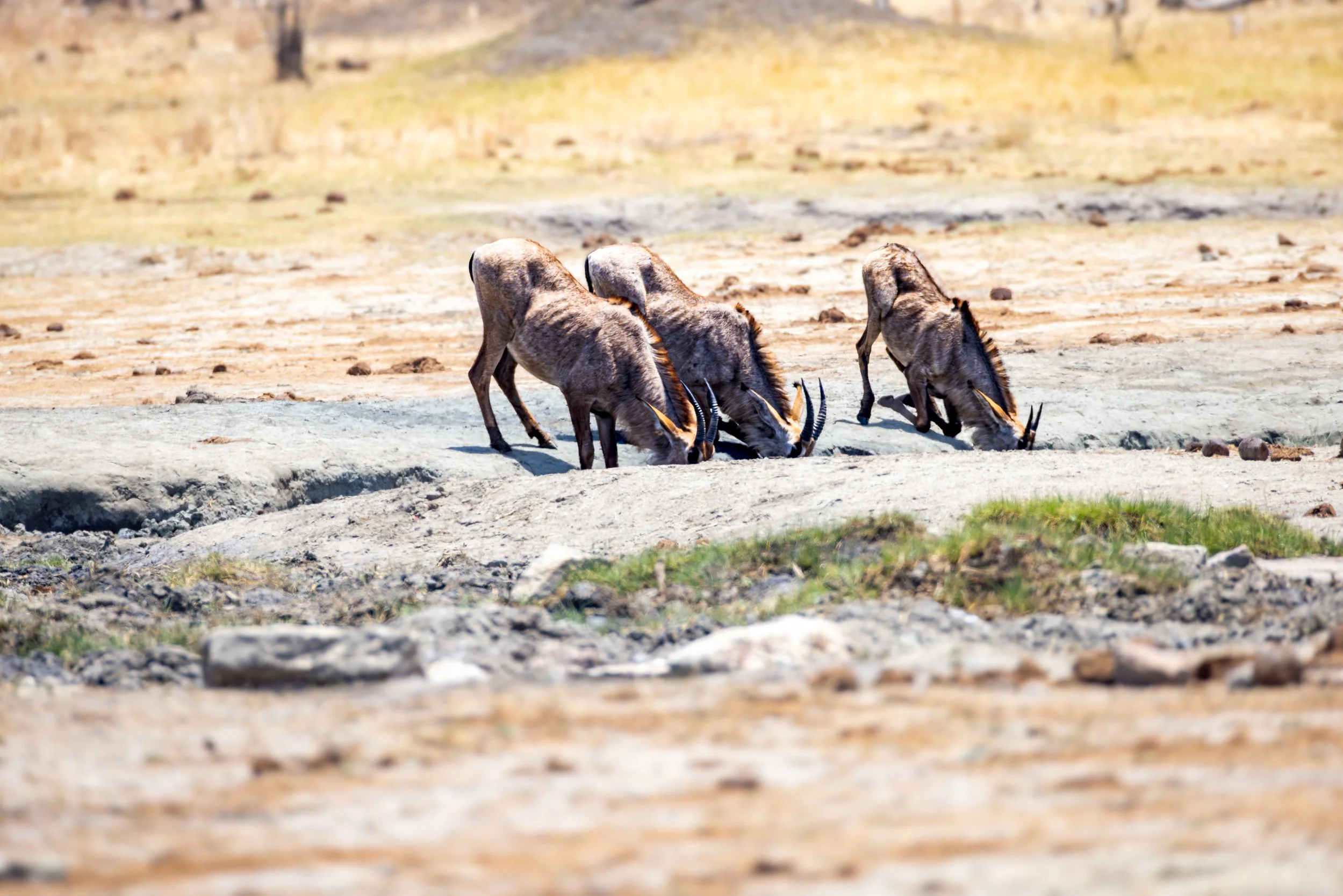 Four muskoxen drinking from a waterhole in a dry, grassy landscape.