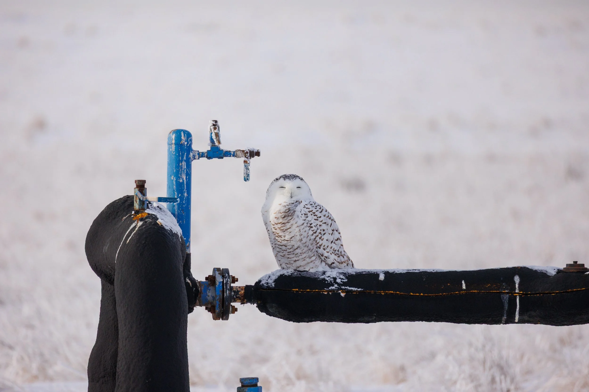 A snowy owl perched on a black pipe next to a blue water pipe outdoors on a snowy background.