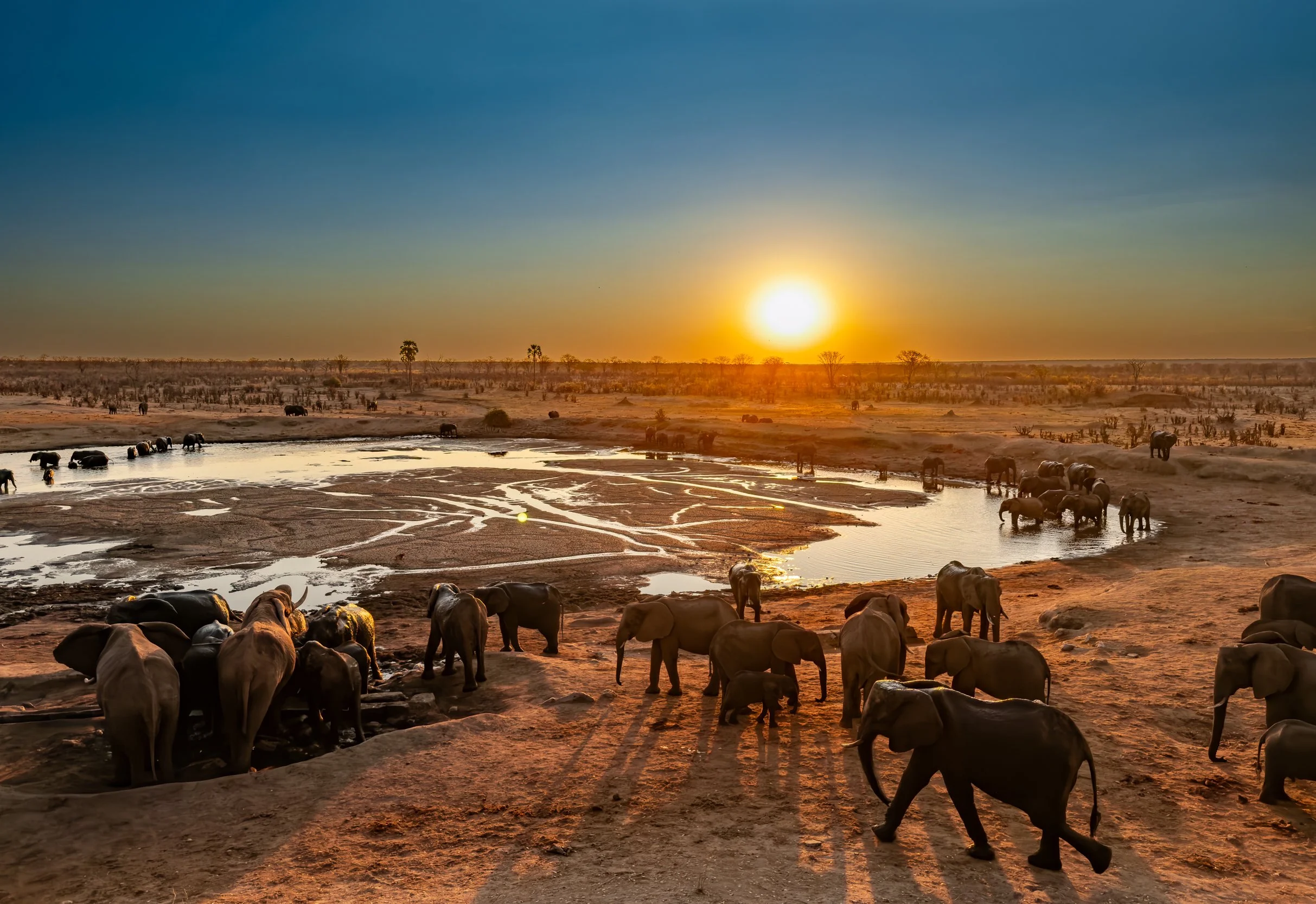A herd of elephants near a waterhole at sunset in a desert landscape.
