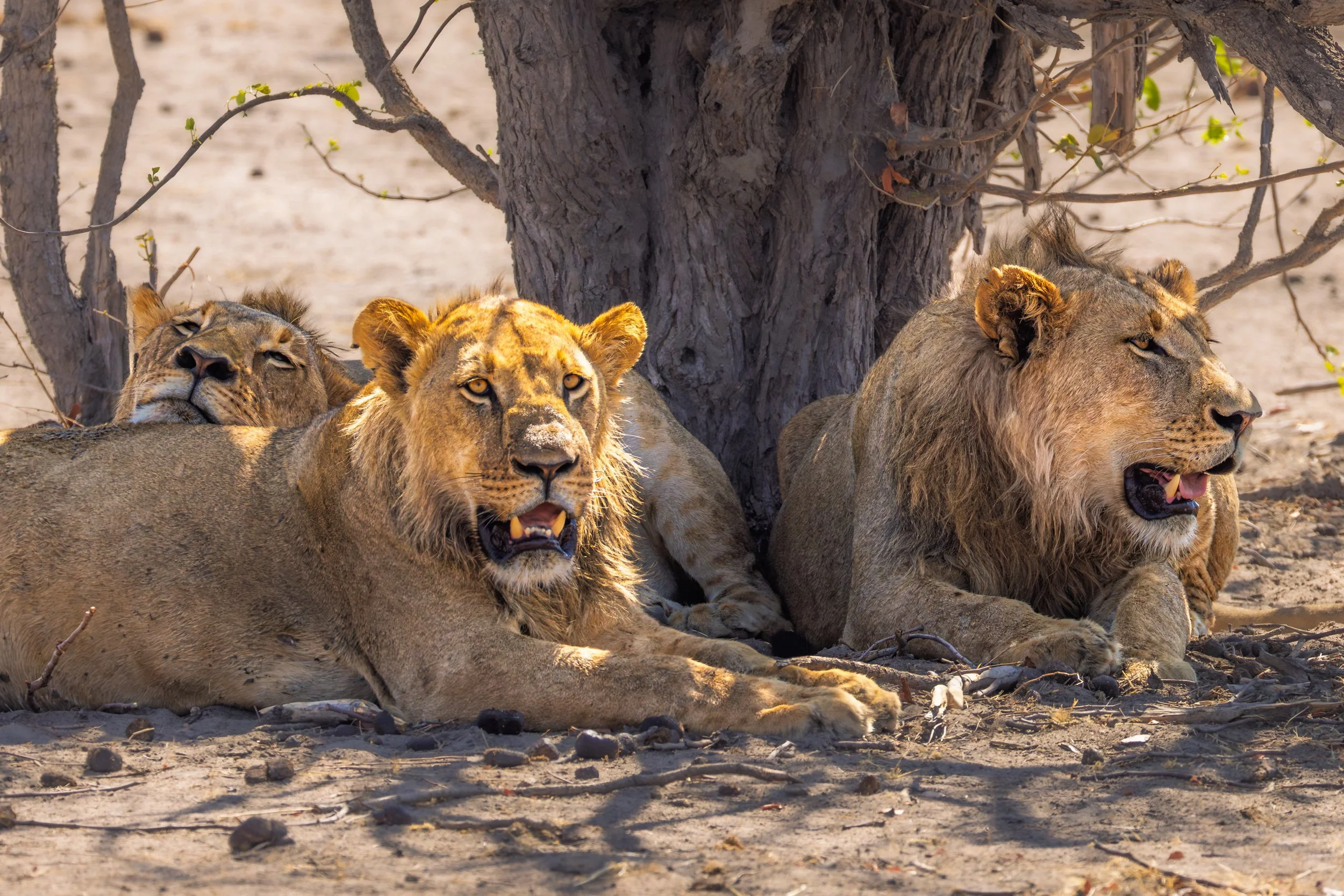 Three lions resting in the shade of a tree on a sandy ground.