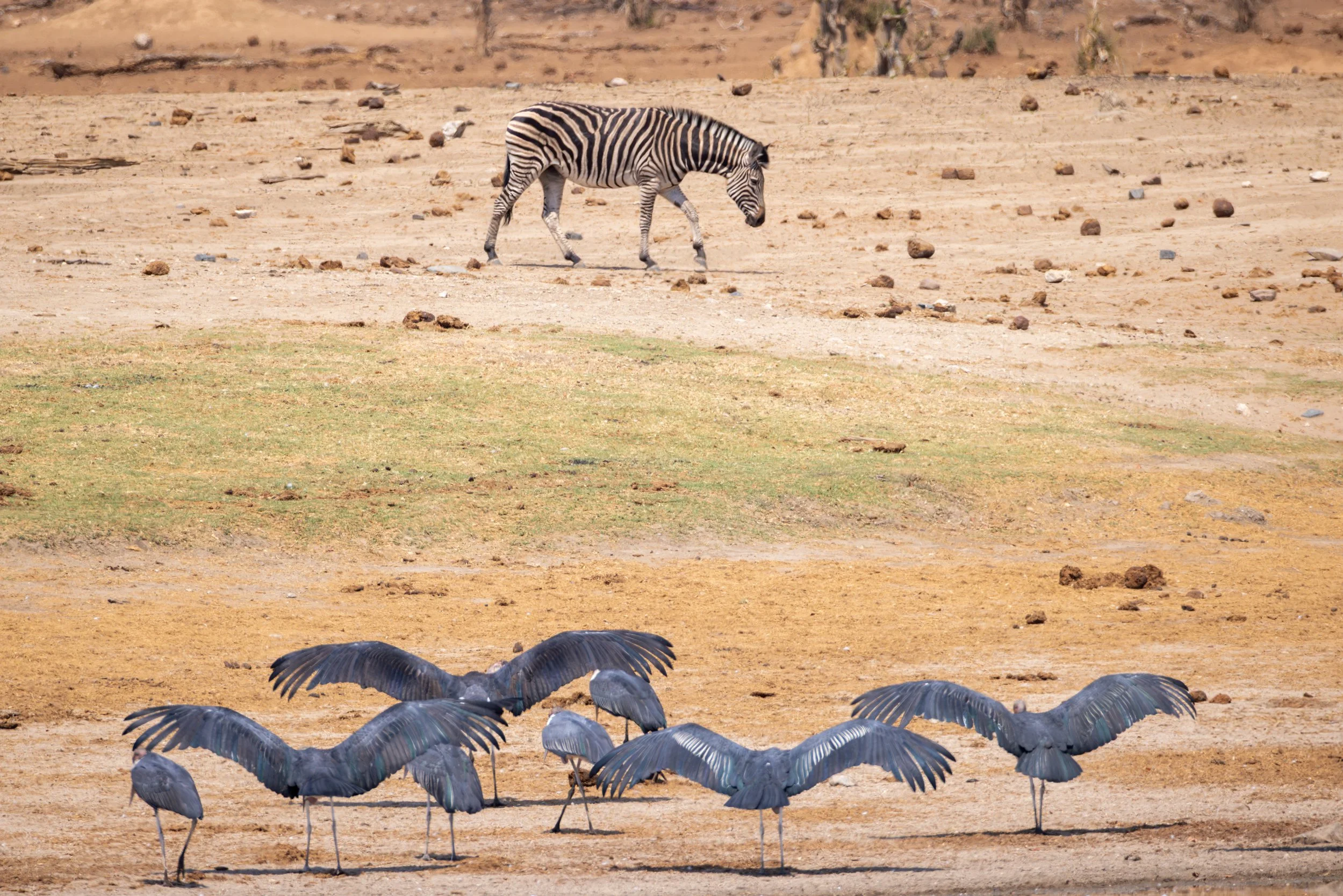 A zebra walking on a dry, dusty terrain with scattered rocks, and several large birds with outstretched wings standing on the ground in the foreground.