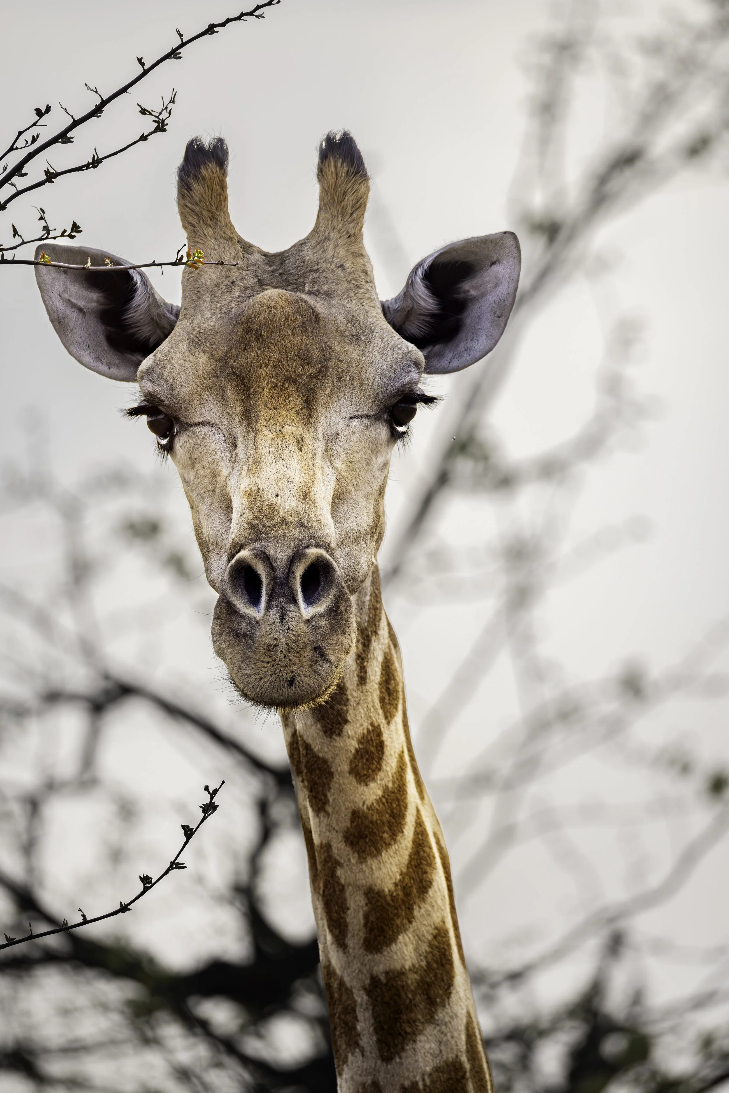 Curious Giraffe Print – Hwange National Park