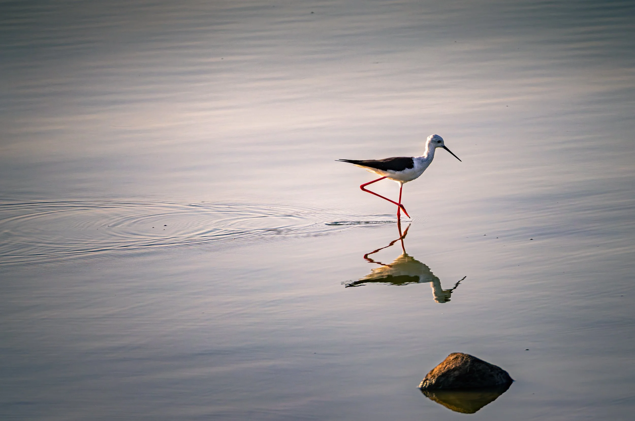 A black-winged stilt bird wading through shallow water with a rock partially submerged nearby, reflecting the bird and its surroundings.