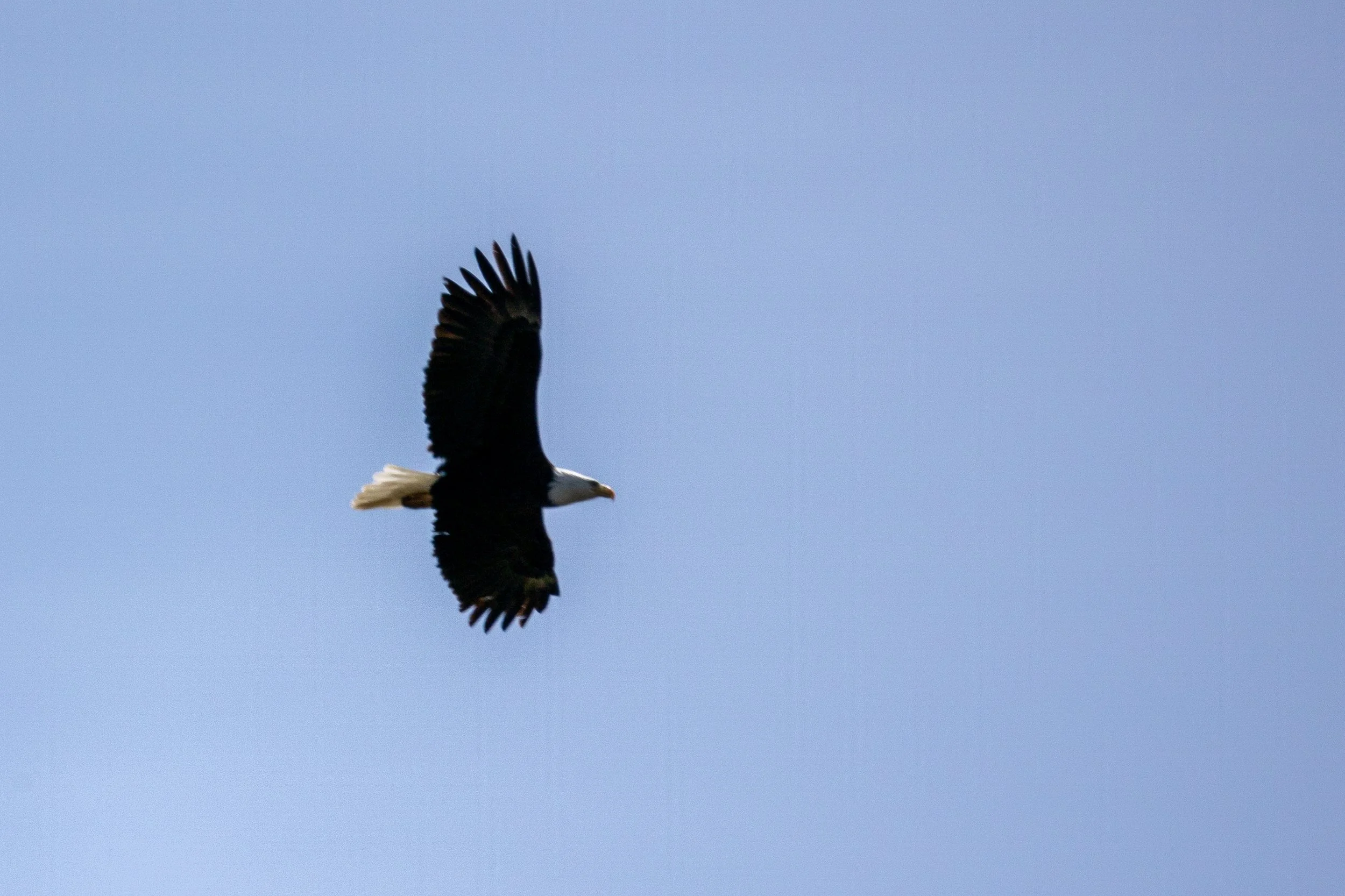 A bald eagle flying in a clear sky with its wings spread wide.