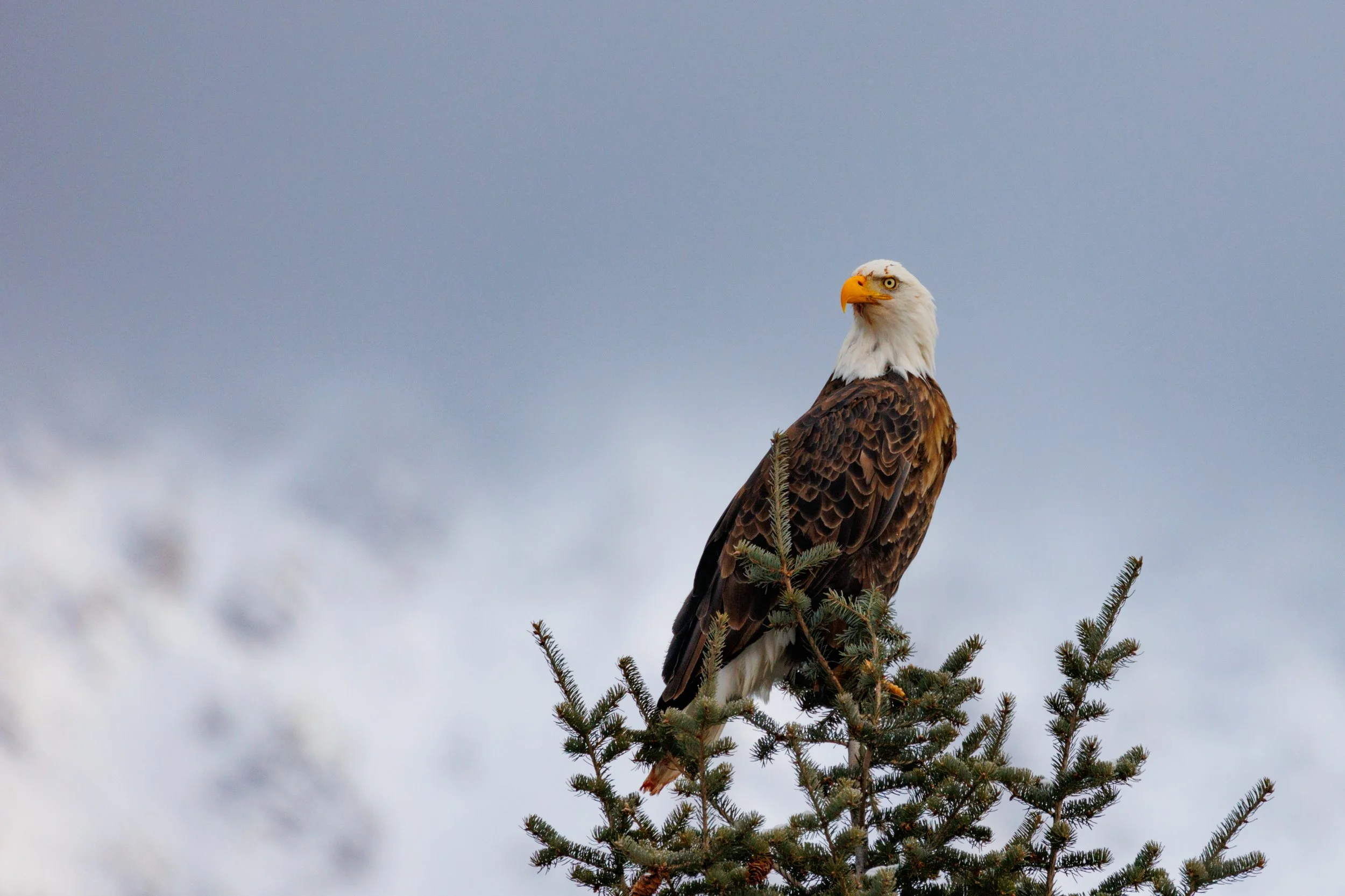A bald eagle perched on top of a pine tree with a cloudy sky in the background.