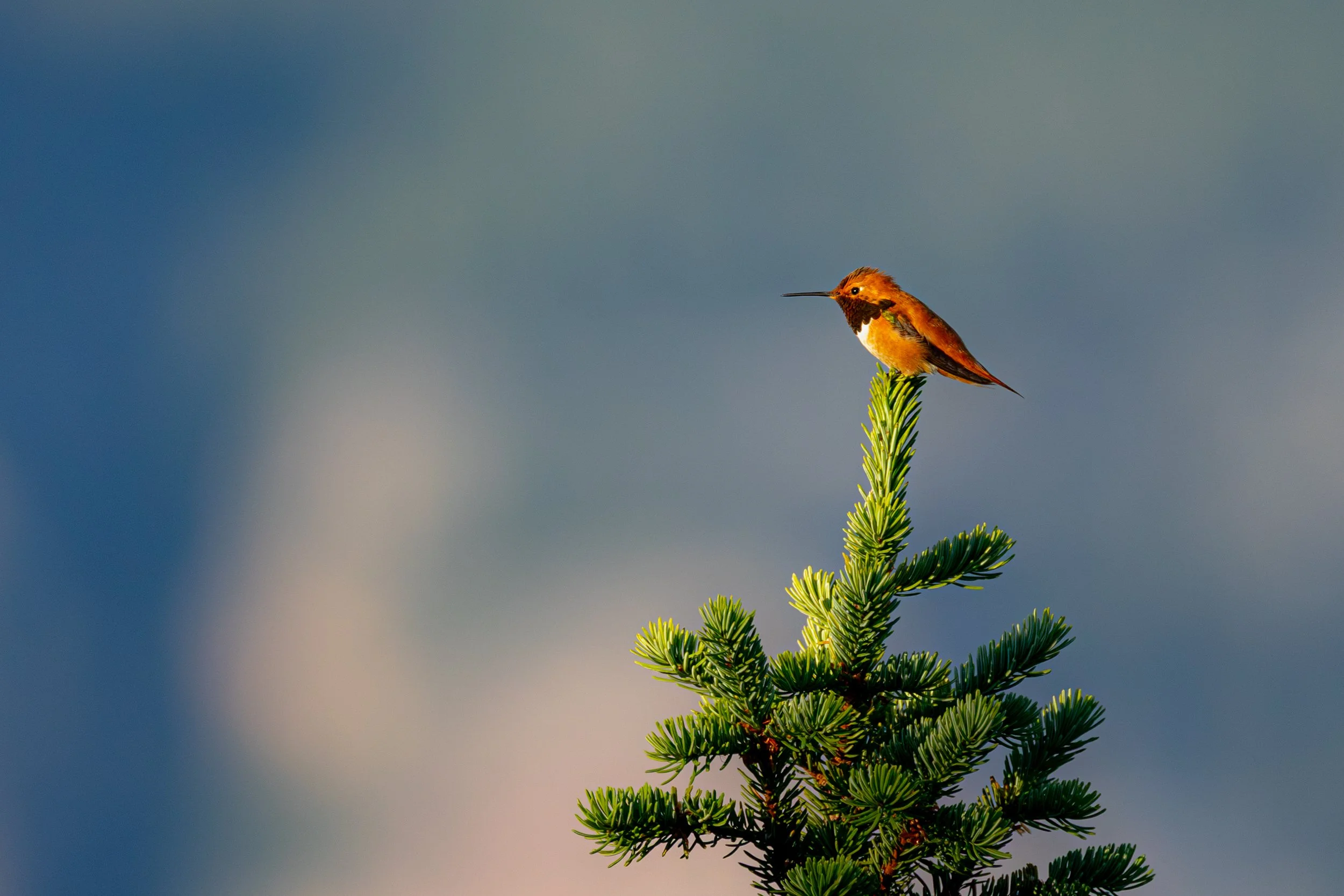 A small hummingbird perched on the tip of a green pine tree branch against a blurred blue sky background.
