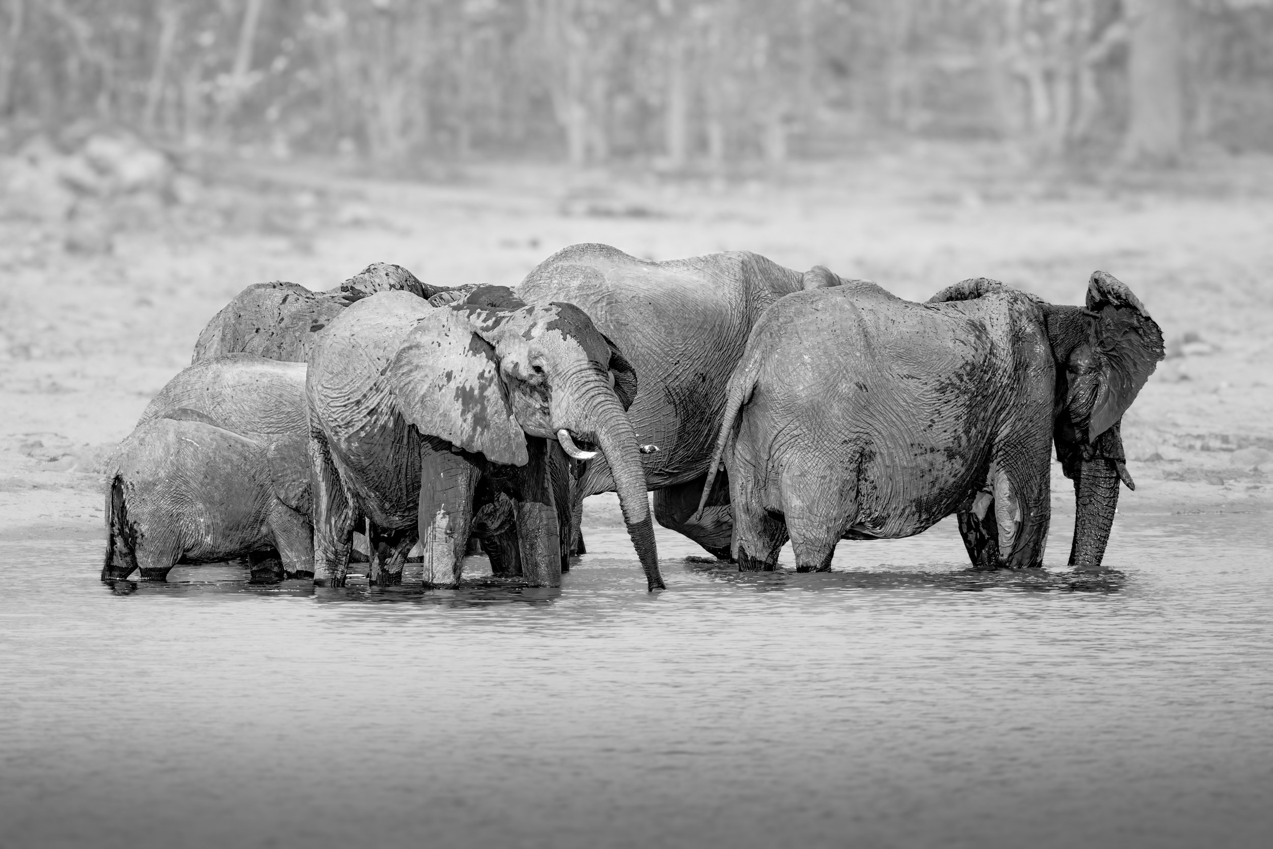 Group of elephants standing in water in a natural landscape.