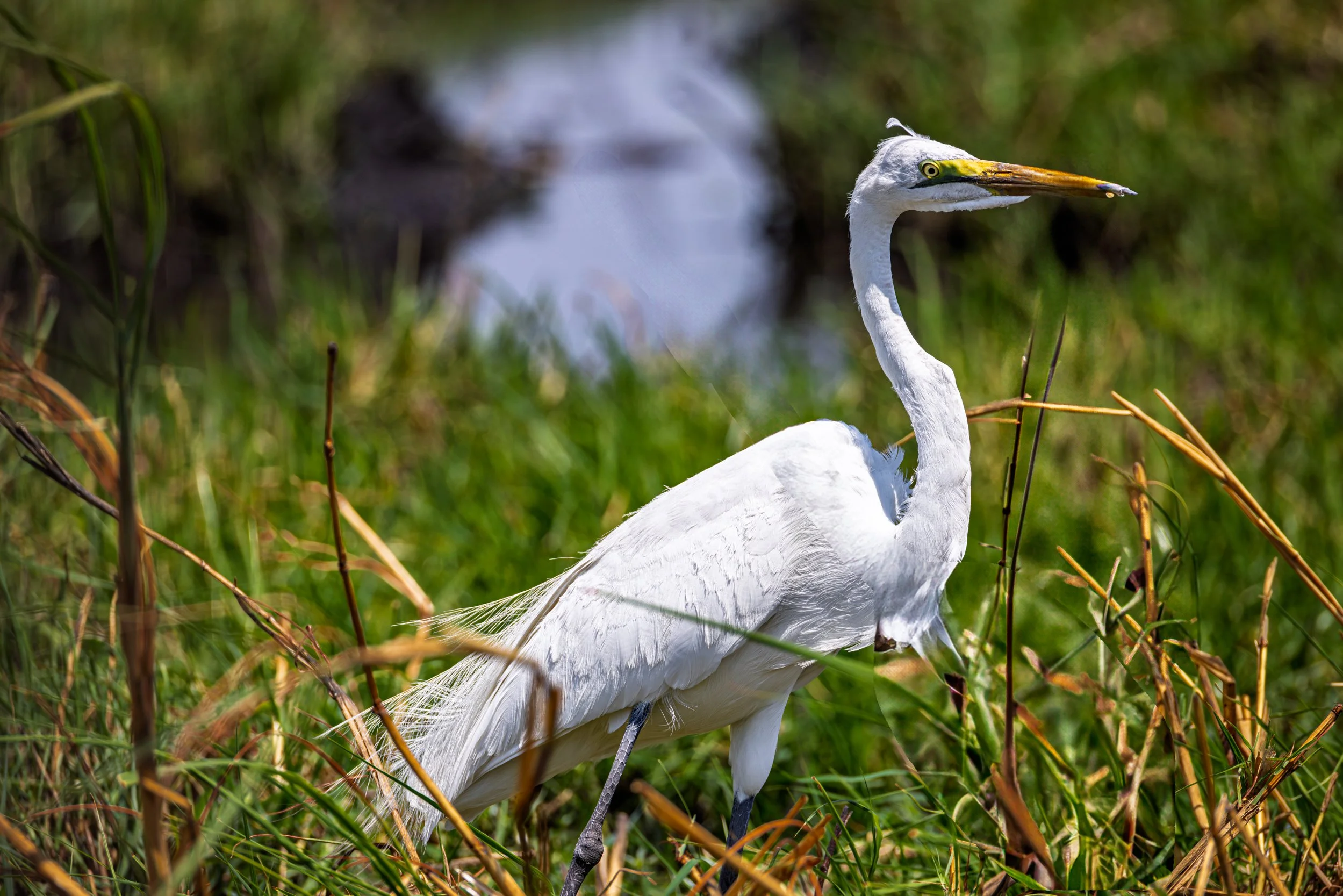 A white heron standing amidst tall green grass near a water body.