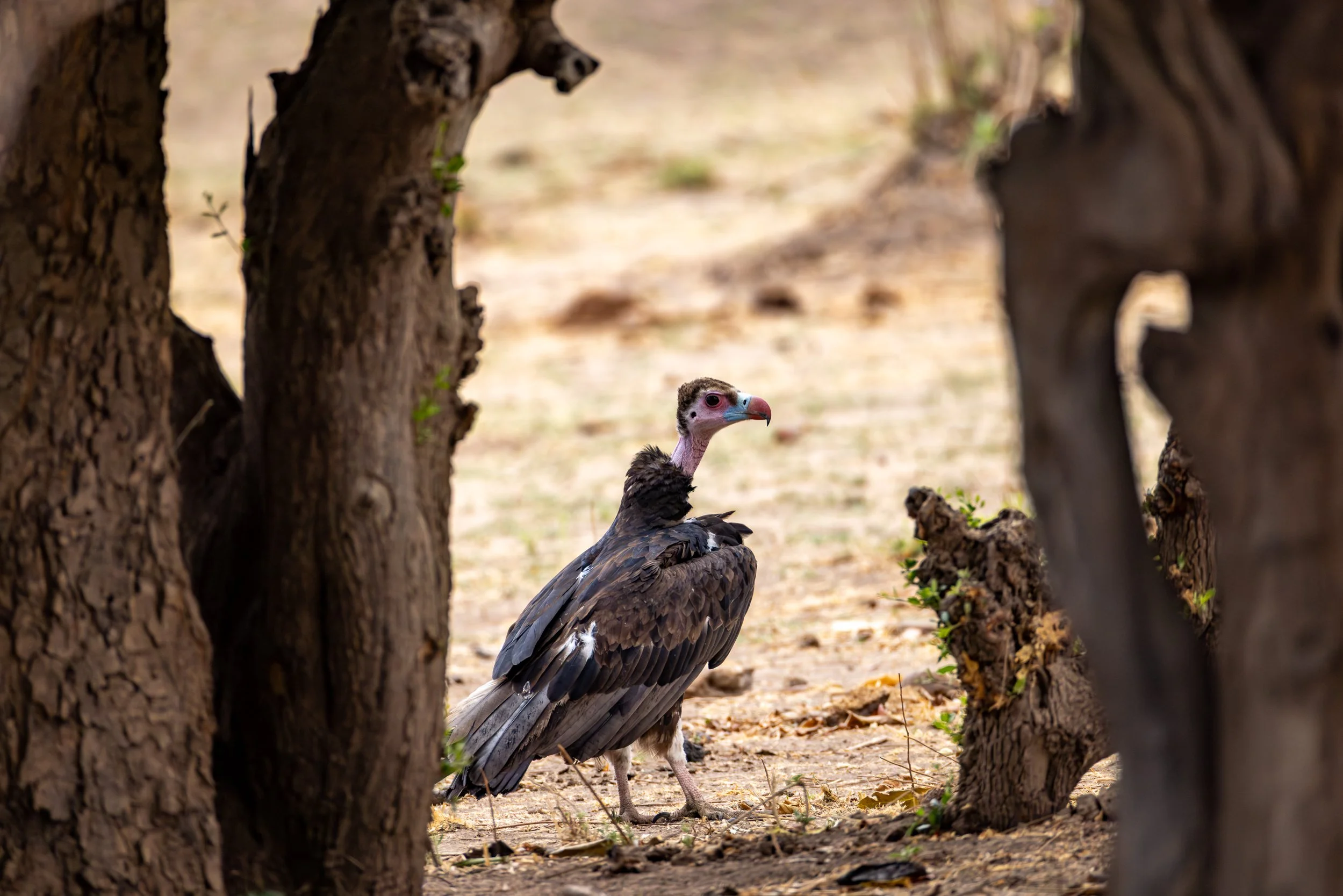 A vulture standing between tree trunks on a dry, sandy ground, with a pink and blue head and dark feathers.