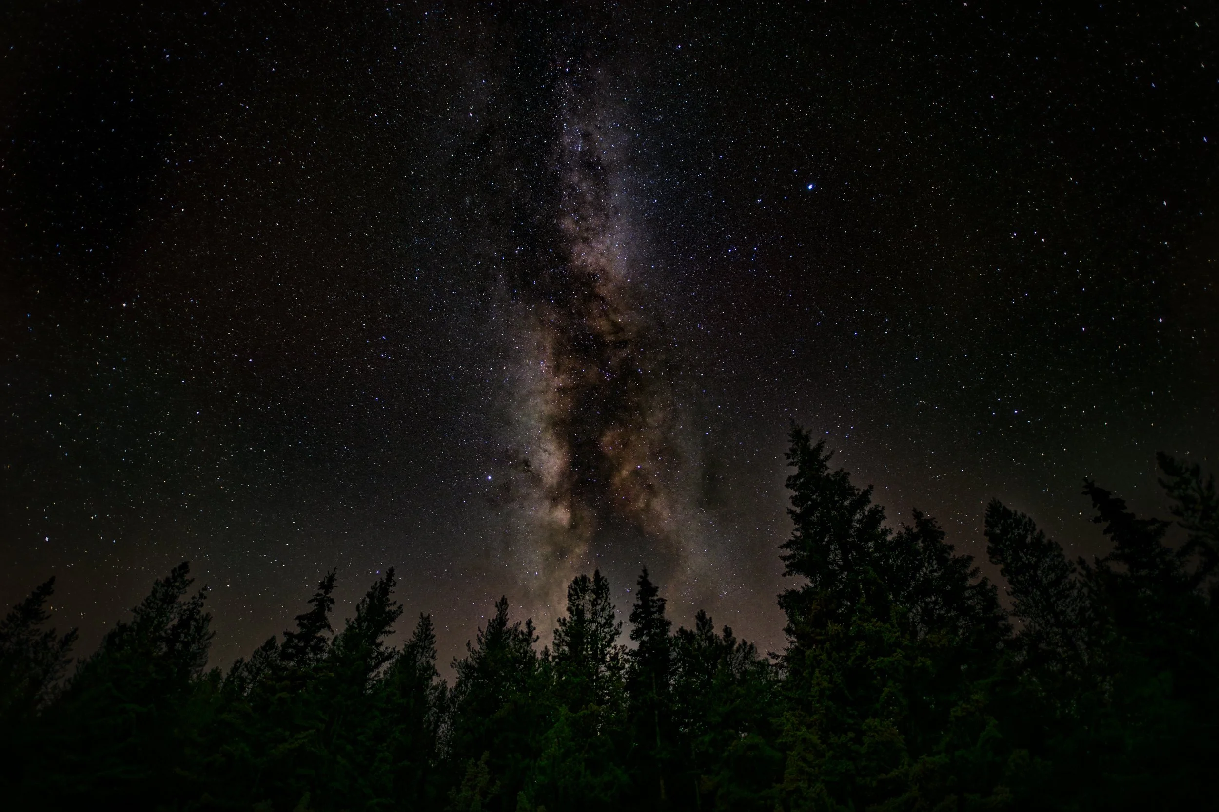 Night sky with the Milky Way galaxy and stars above silhouette of a pine forest.