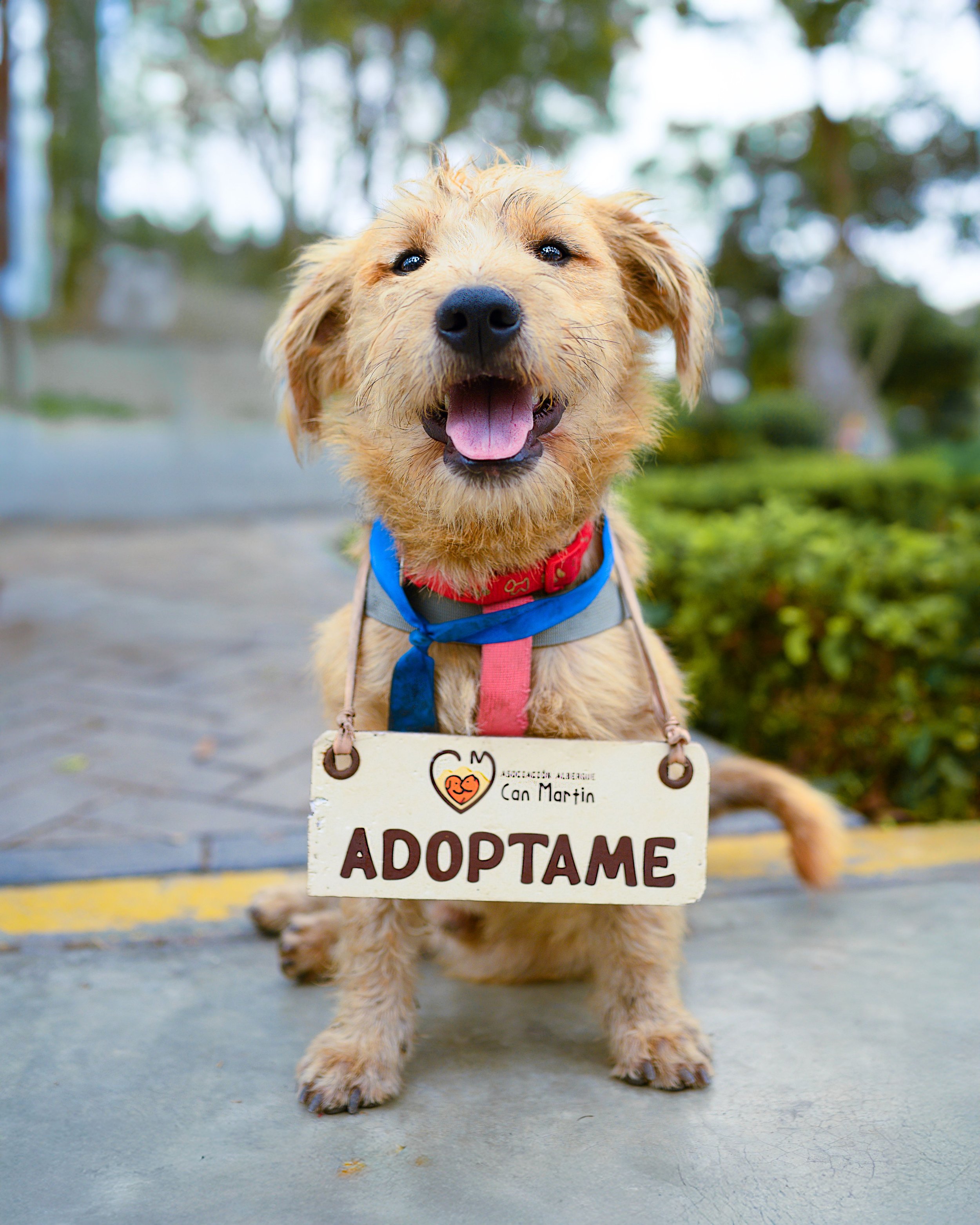 A happy, wet-haired dog with its tongue out, wearing a red collar and a harness, standing on a concrete sidewalk with a sign hanging from its neck that says "Adopt Me." in front of a blurred background of trees and greenery.