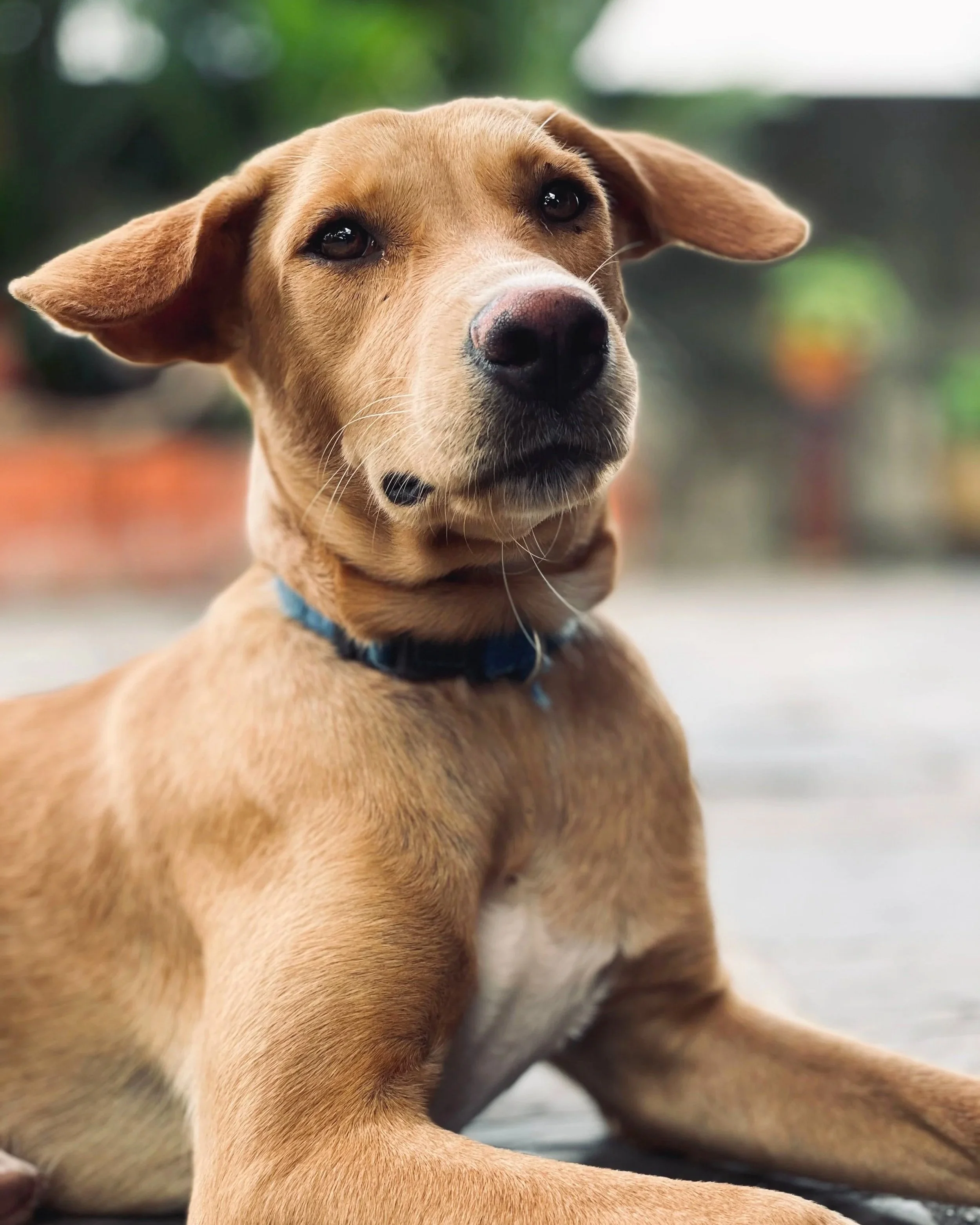 Close-up of a tan and white dog with floppy ears, lying on a surface. The background is blurry with hints of green foliage and some orange hues.