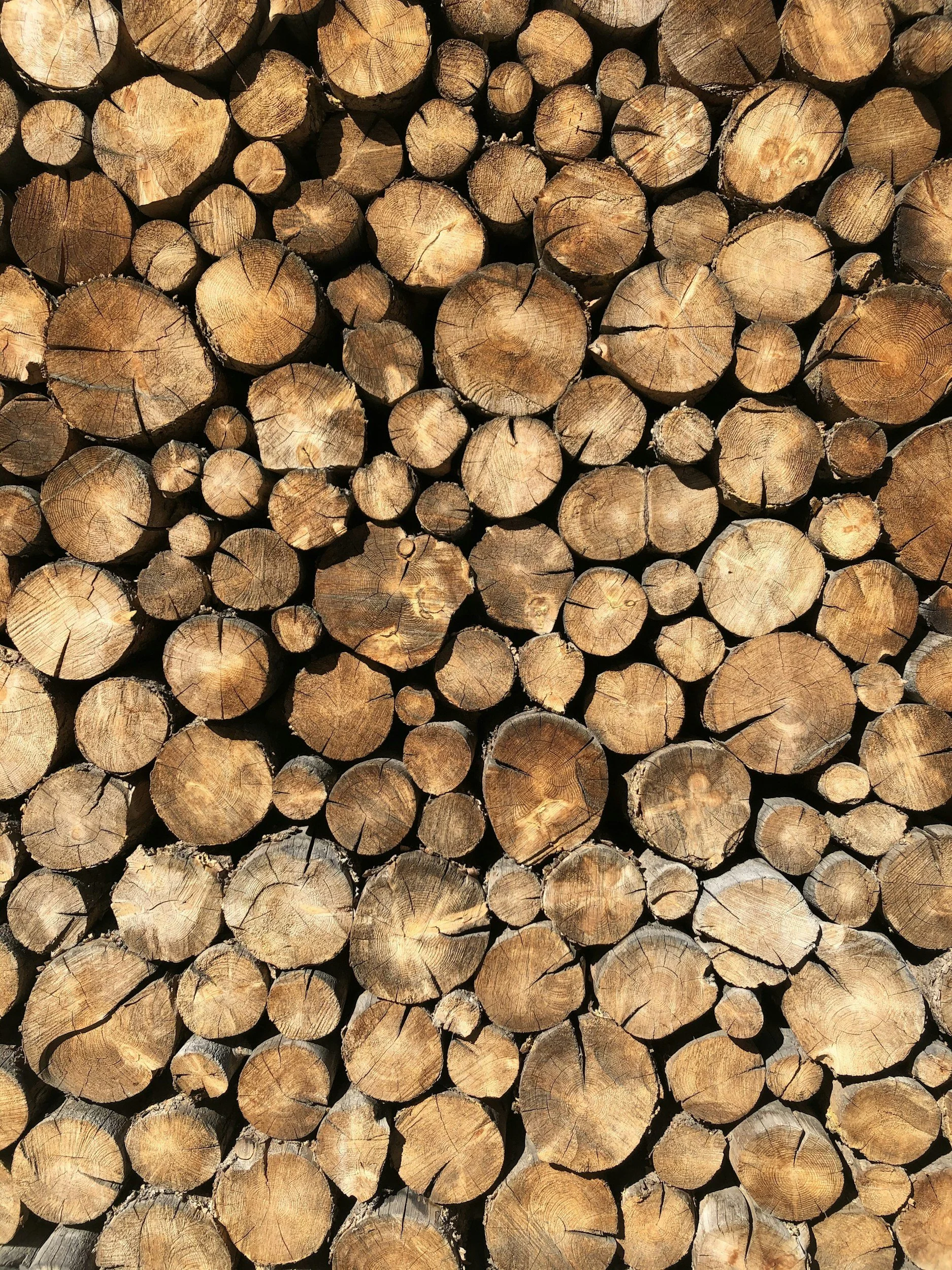 Stacked cut logs of wood with visible rings and cracks.