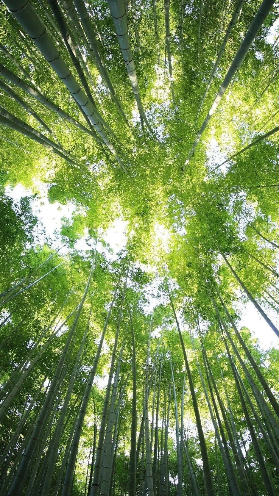 Looking up at a bamboo forest canopy with tall green bamboo stalks and leafy tops, sunlight shining through.