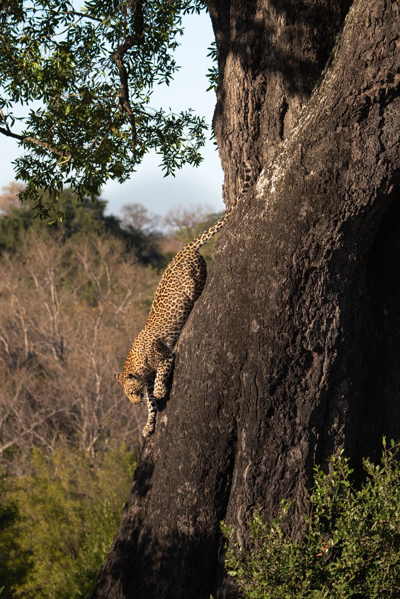 Londolozi