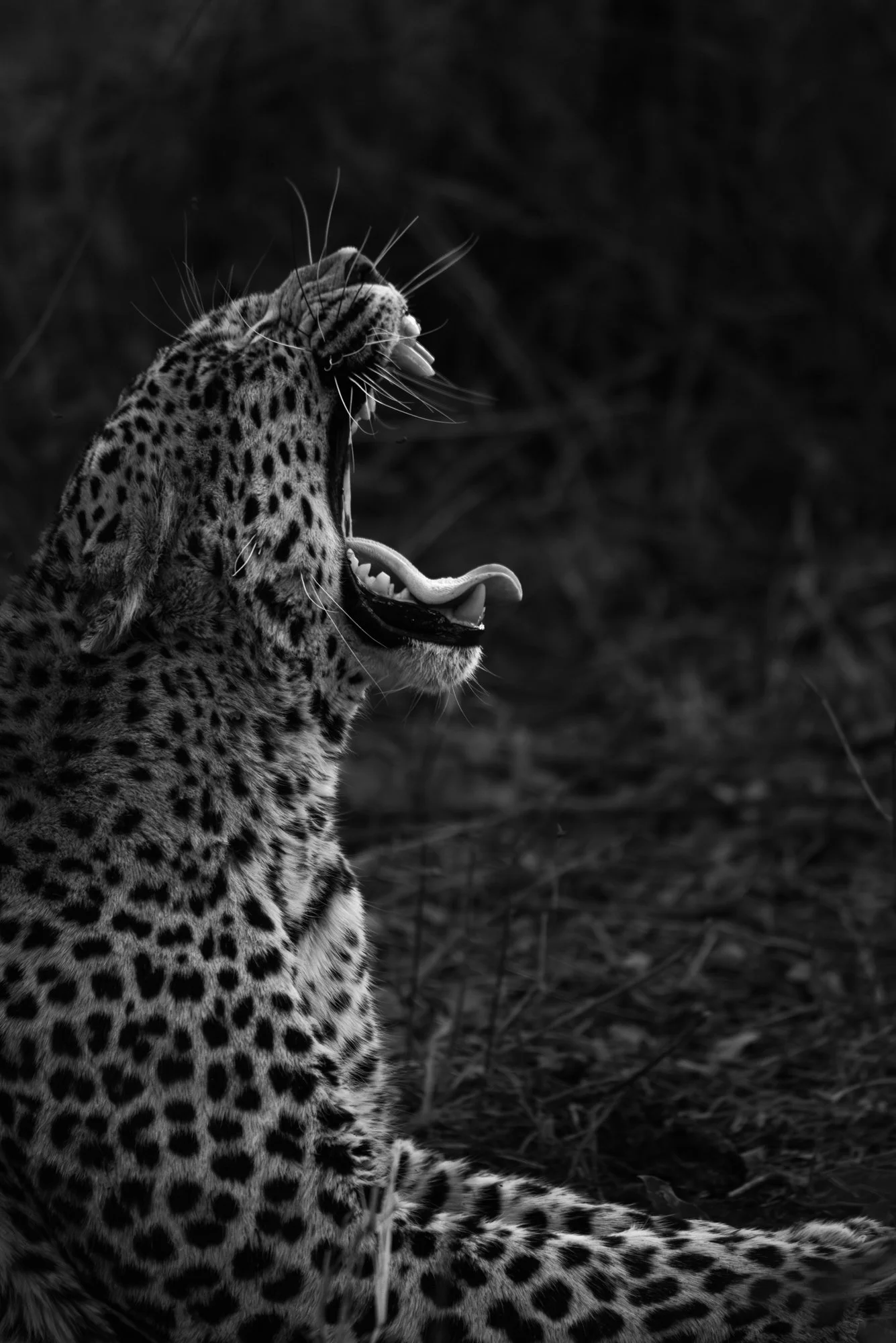 A leopard I have known from a cub