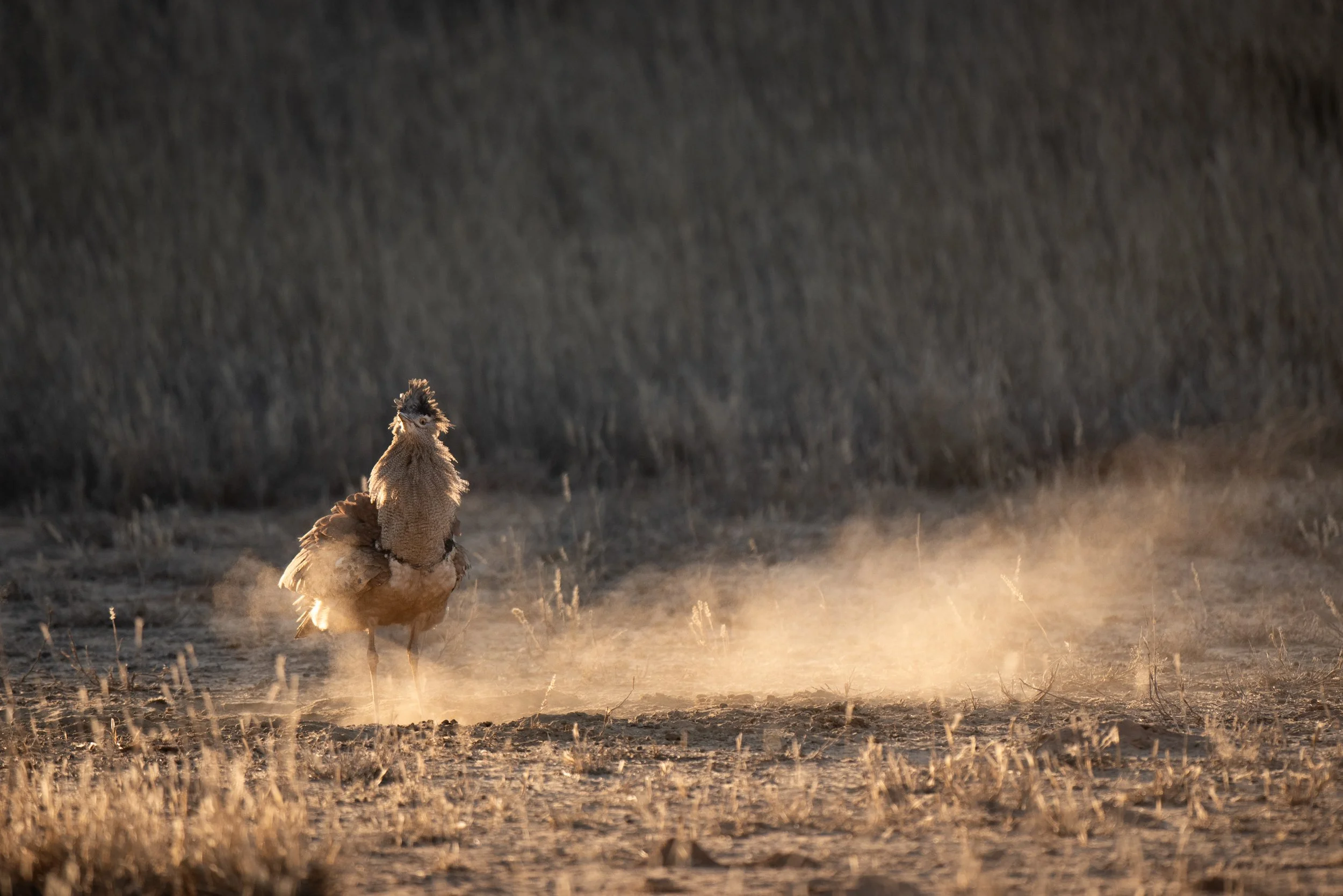 Kalahari Desert