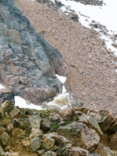 Two goats on a rocky mountain slope with patches of snow and a steep, rugged terrain.