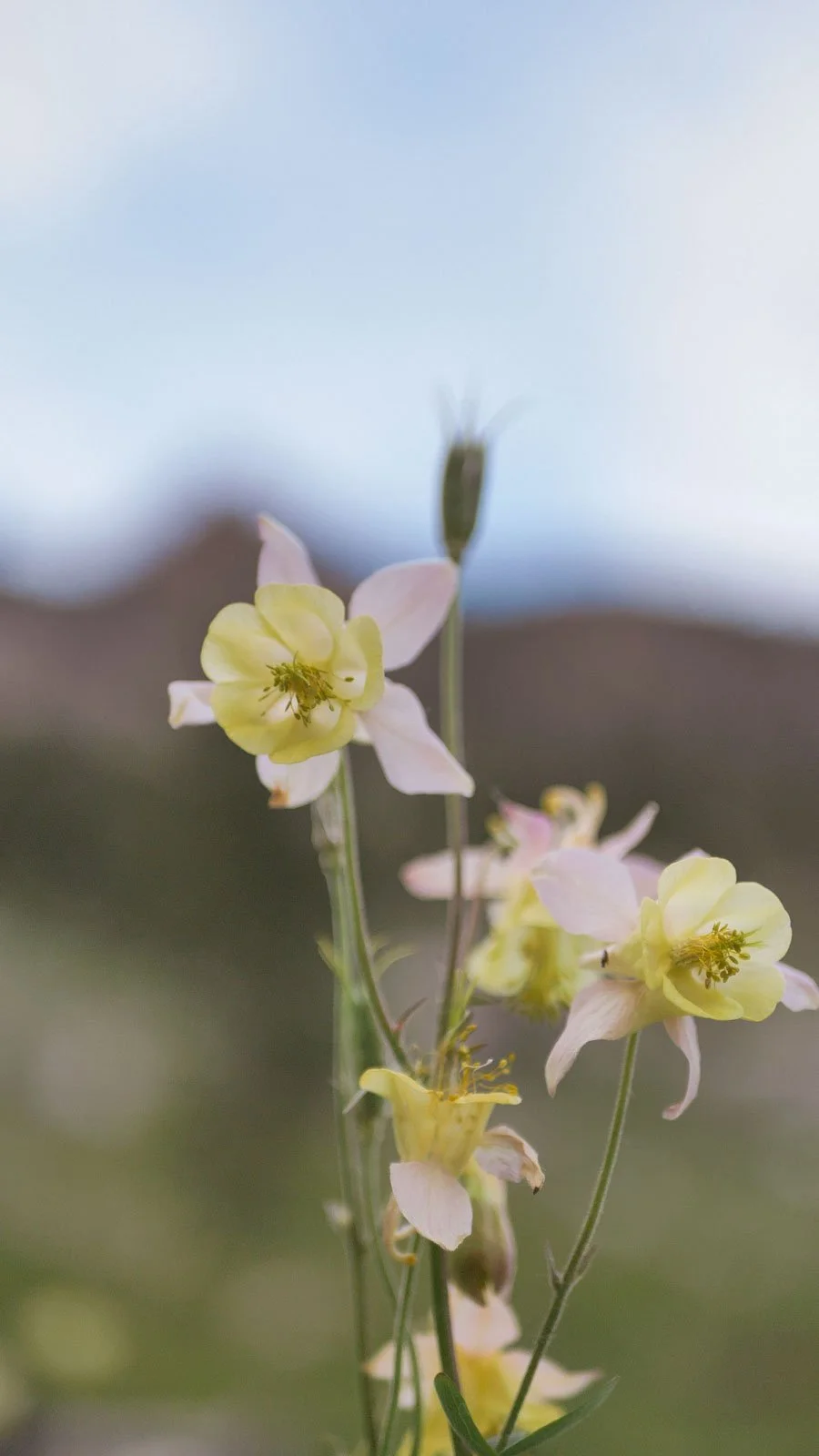 Close-up of delicate yellow and pink wildflowers with blurred background.