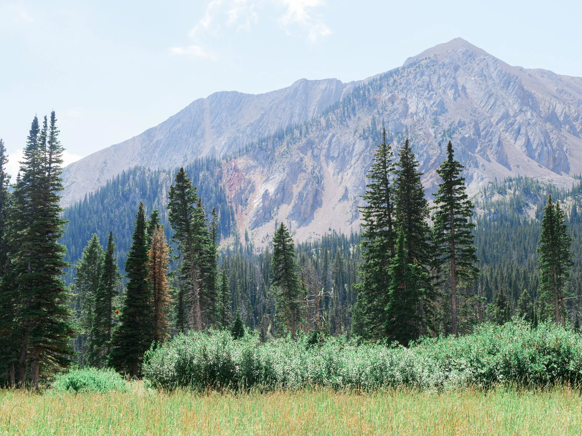 Mountain range with peaks in the distance and tall pine trees in foreground under a clear sky.