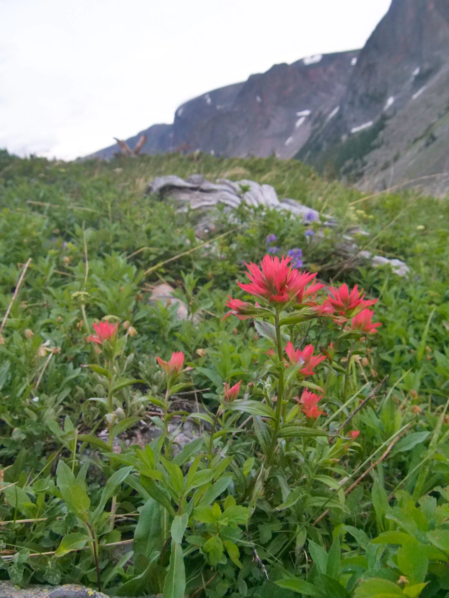 Bright pink wildflowers growing among green grass and rocks in a mountainous meadow with rocky cliffs in the background.