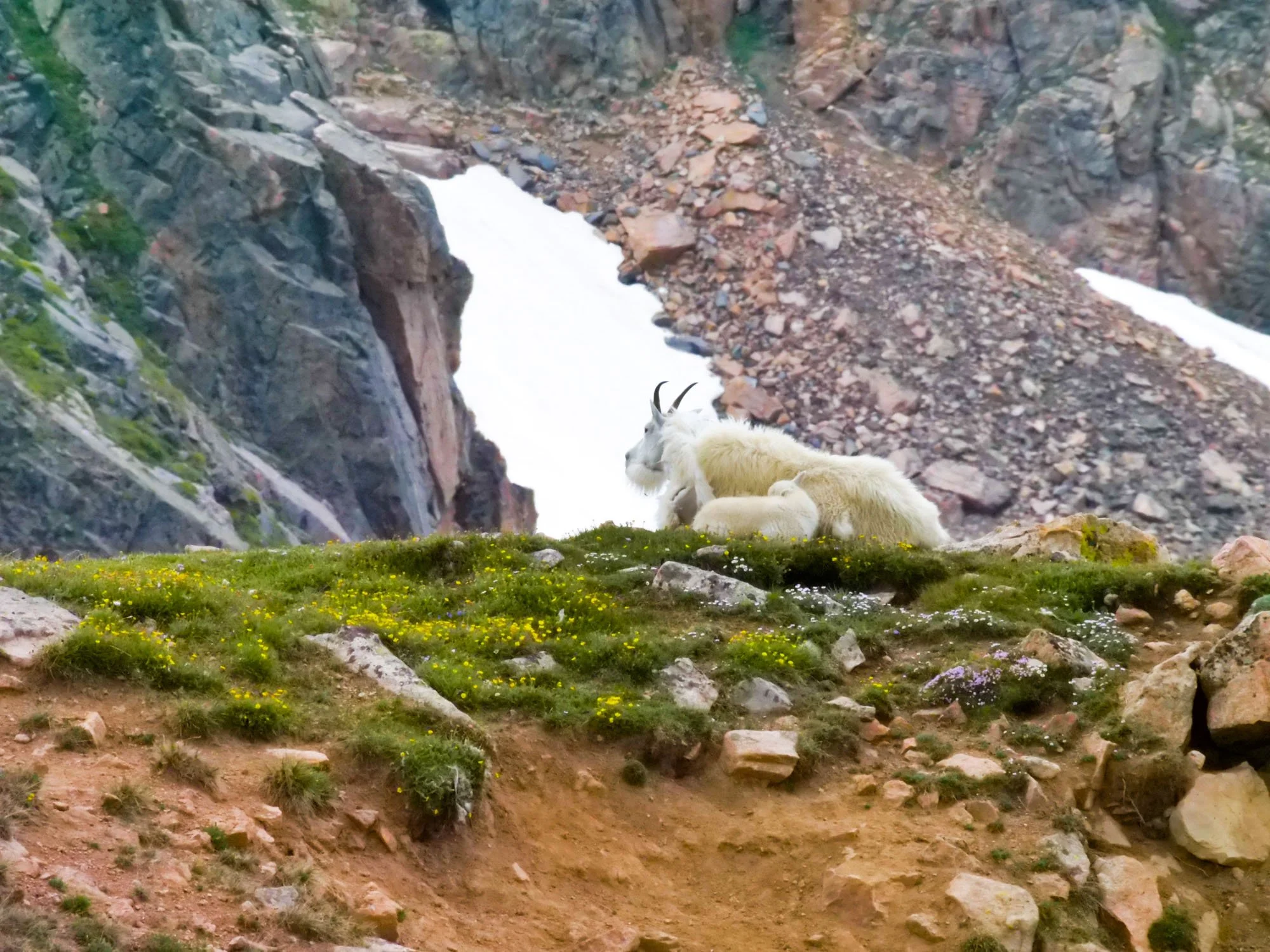 A mountain scene with a white mountain goat and her kid resting on green grassy terrain with small yellow and purple flowers, surrounded by rocky slopes and snow patches in the background.