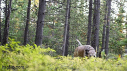 A bear walking through a forest with tall trees and green underbrush.