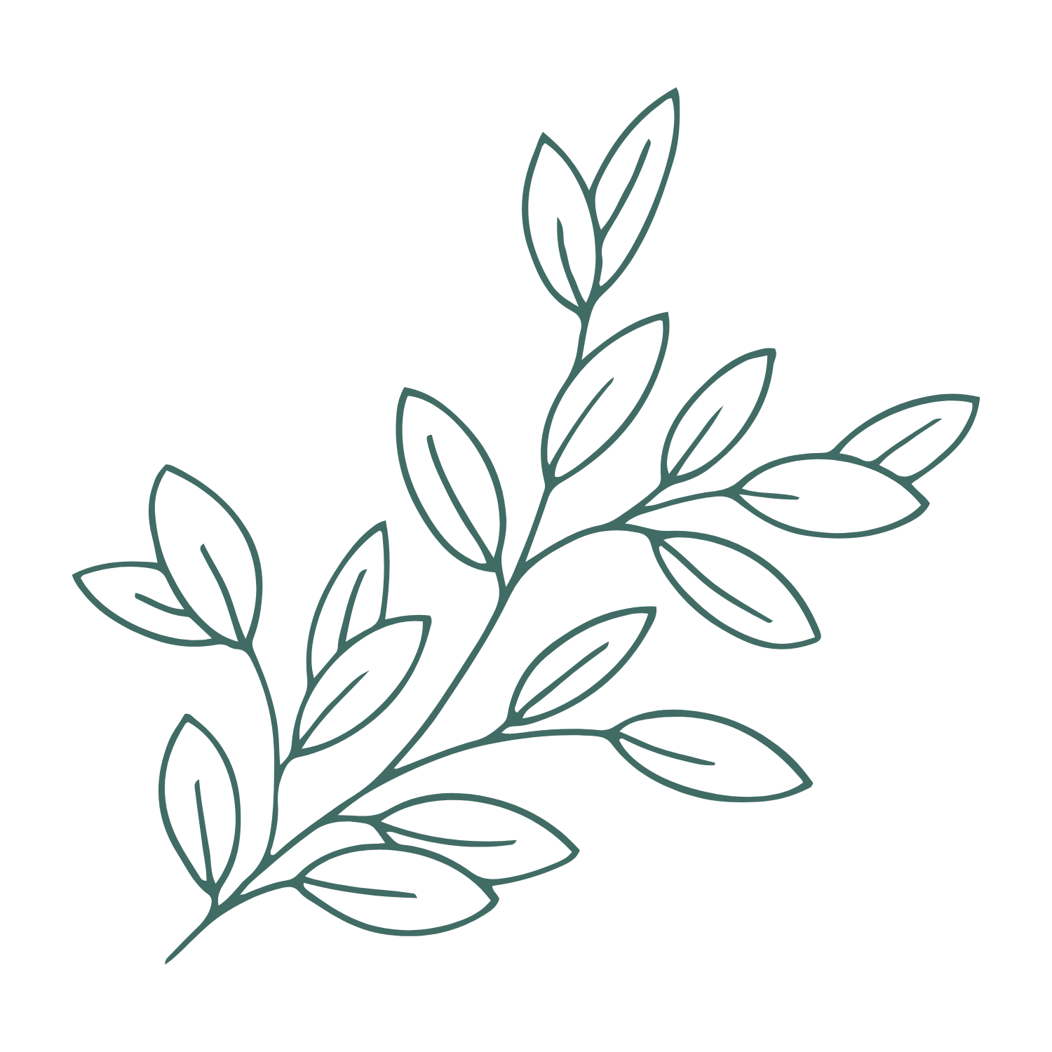 Line drawing of a leafy branch with multiple oval leaves on dark background.