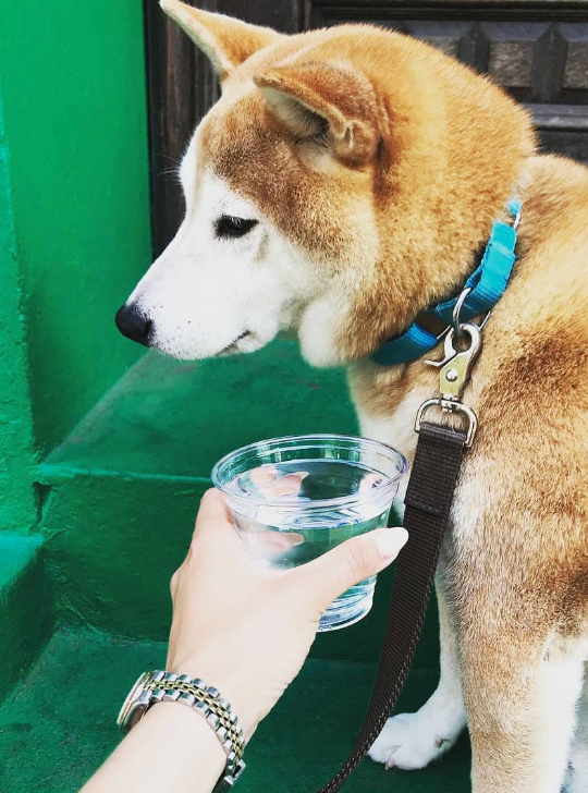 Dog outside of store with cup of water
