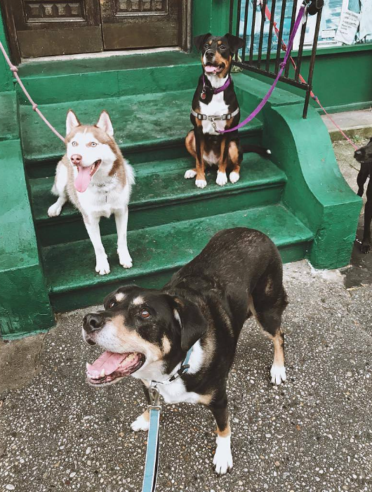 Group of dogs outside of store smiling at camera