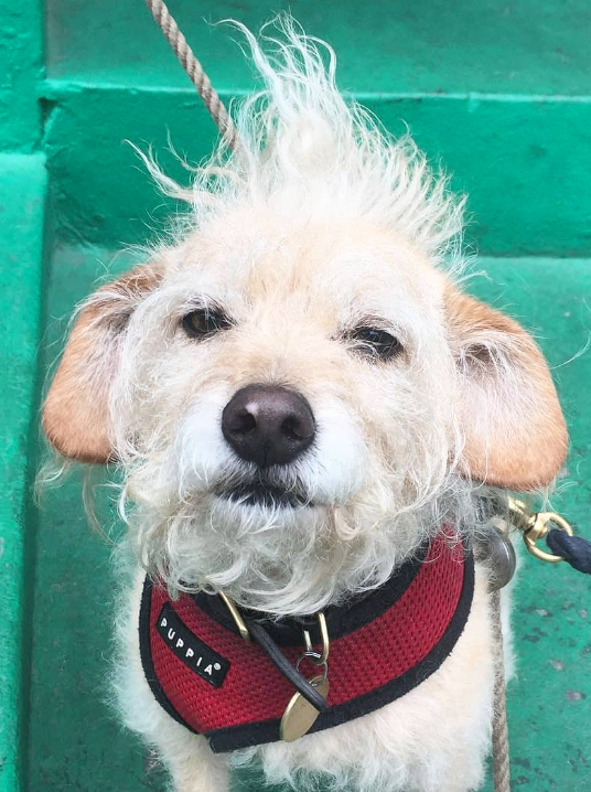 Close-up portrait of small white fur dog outside of store