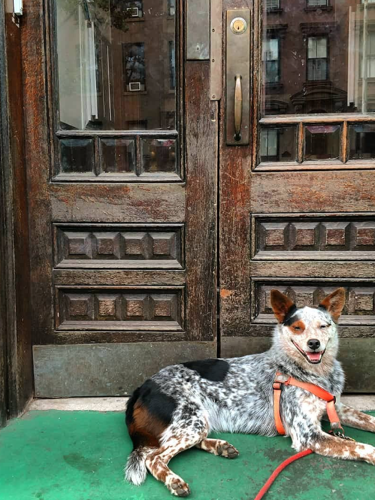 Smiling dog laying in front of door outside of store building
