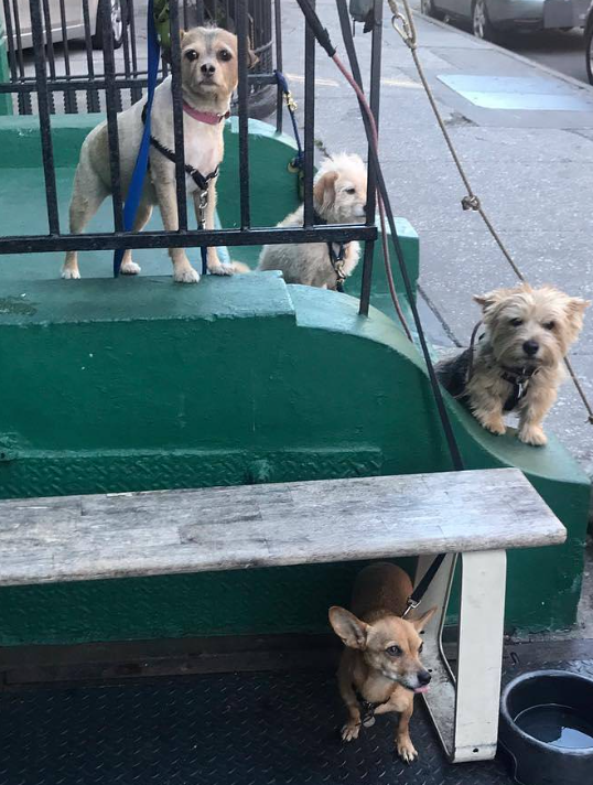 4 small dogs on stairs outside of store