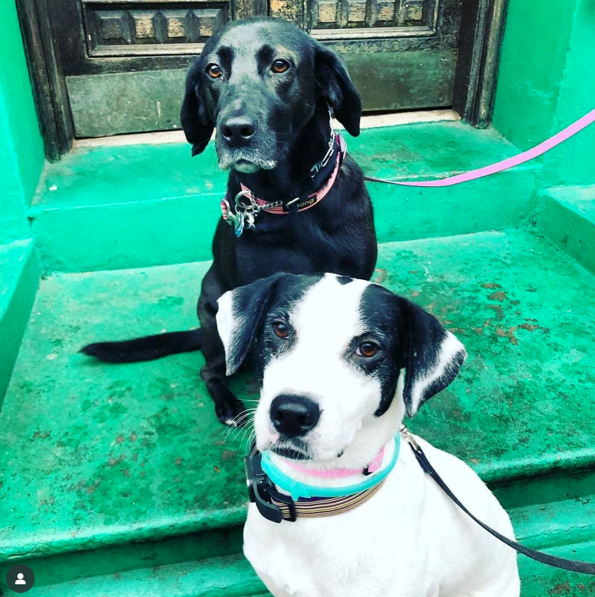 Two dogs outside of store
