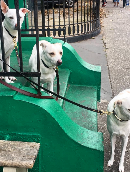 Group of dogs outside of store