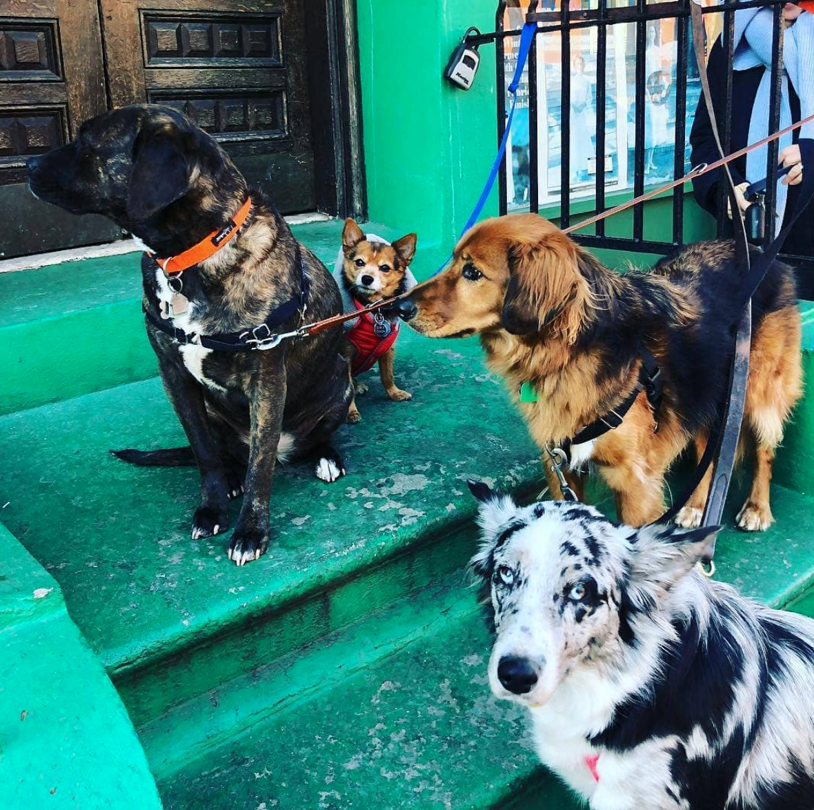 4 dogs on green building stairs