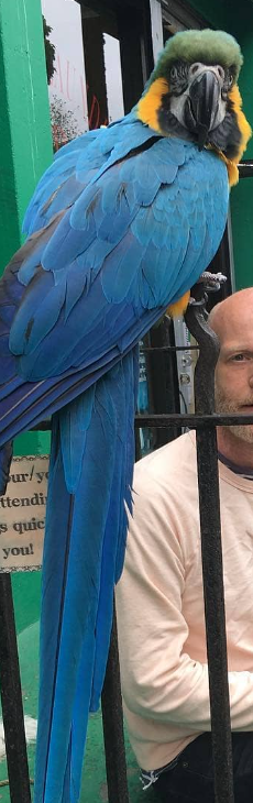 Parrot outside of store