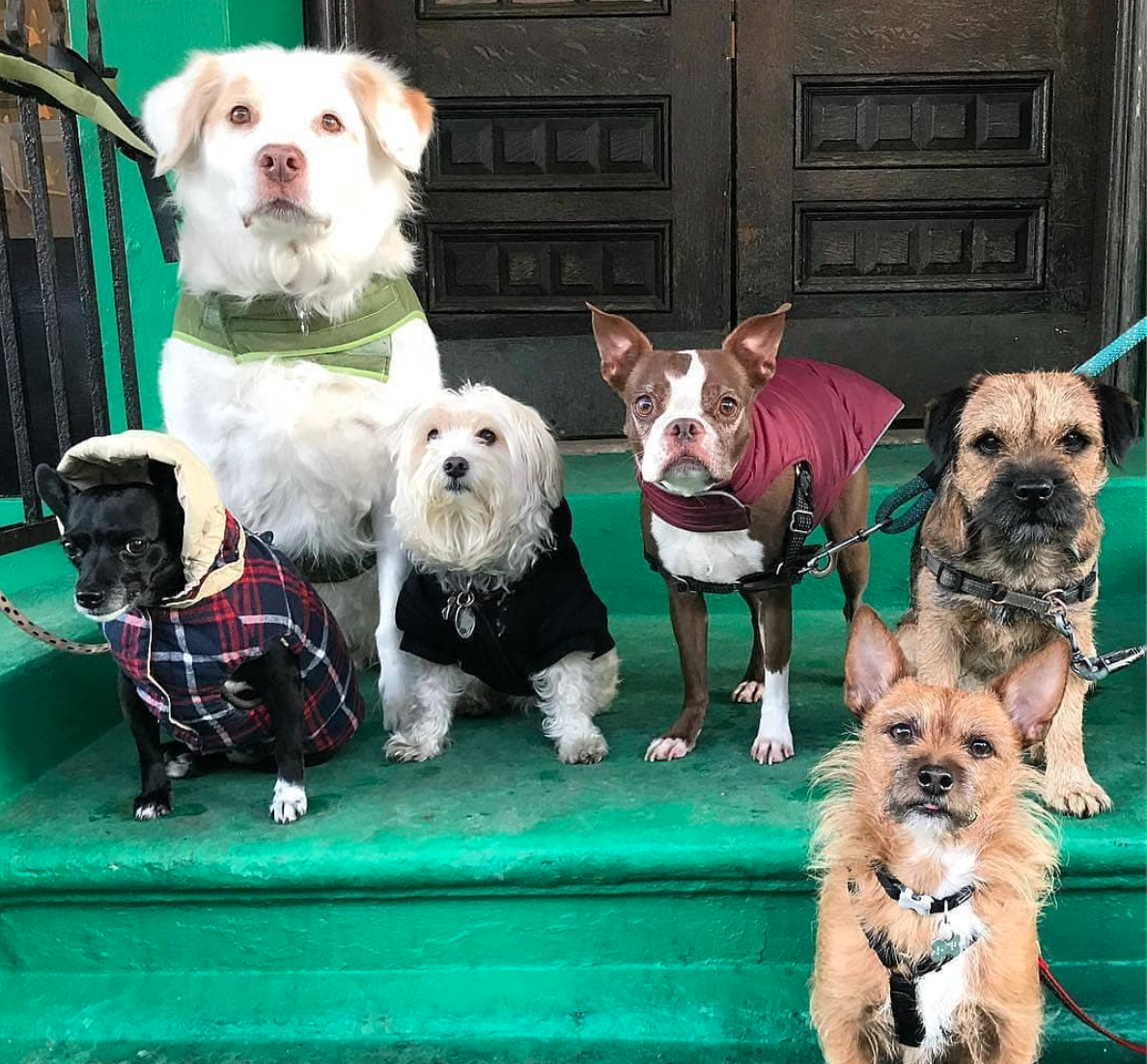 6 dogs on green building stairs