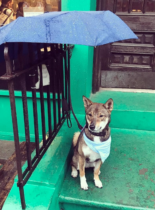 Dog with umbrella outside of store