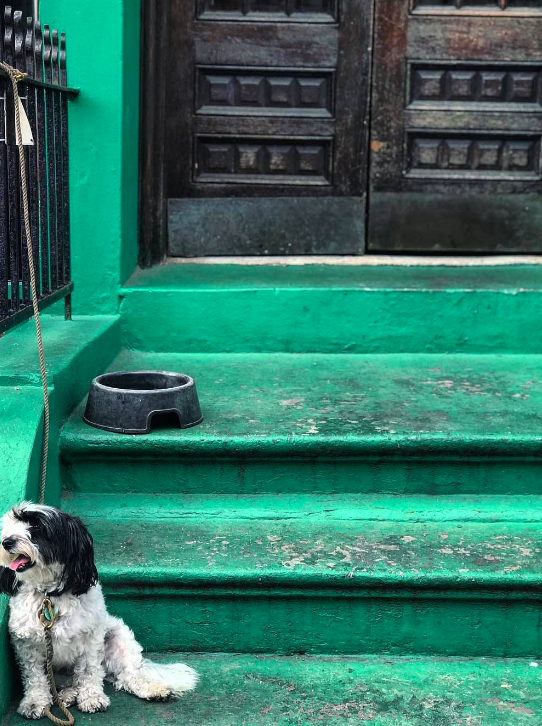 Dog with dog bowl on green building stairs