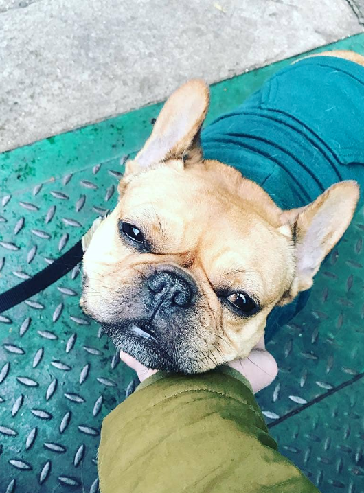 Dog outside of store