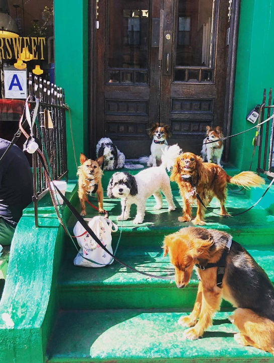 Group of dogs on green building stairs