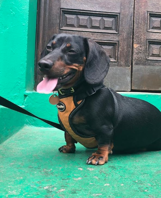 Dog outside of store