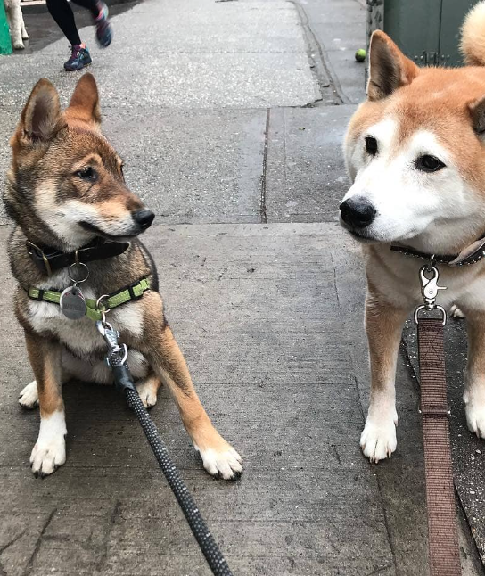 Two small dogs on sidewalk