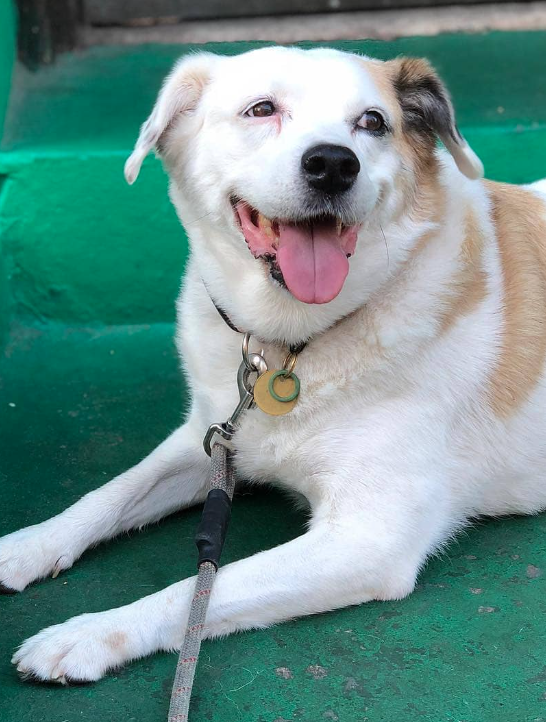 Dog outside of store