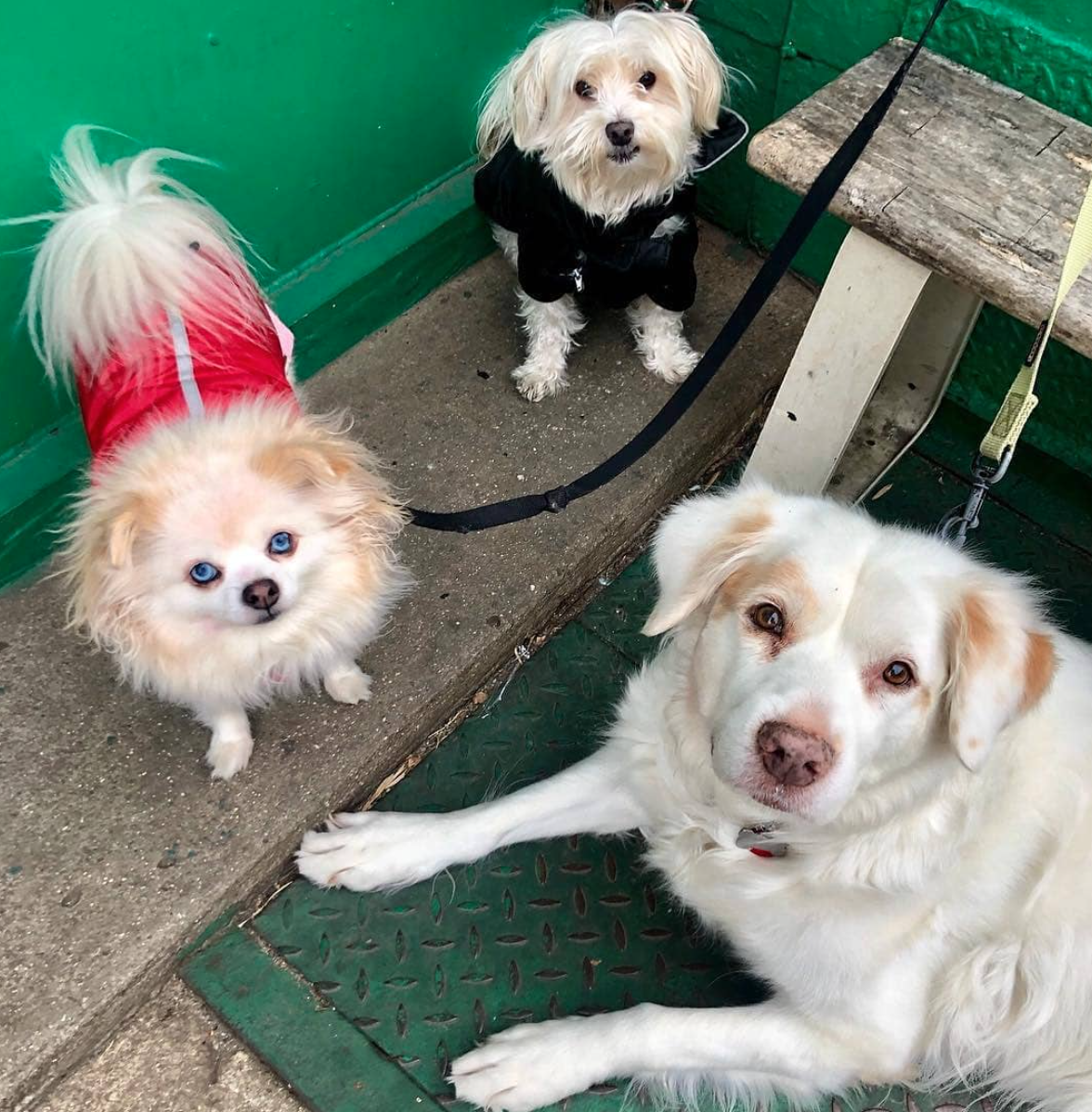 Three dogs outside of store