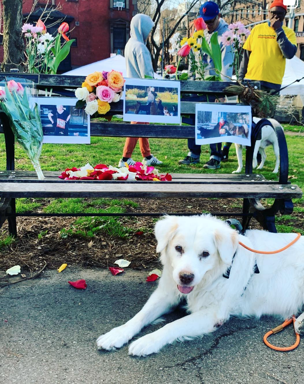 Dog in front of park bench