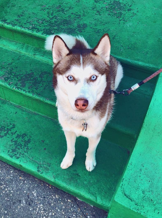 Dog on green building stairs